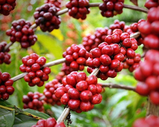 Café maduro